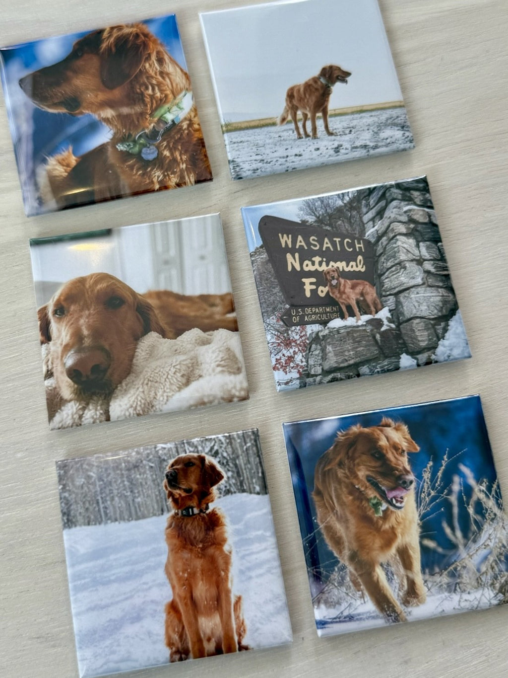Set of six square photo magnets featuring a dog in various outdoor settings.